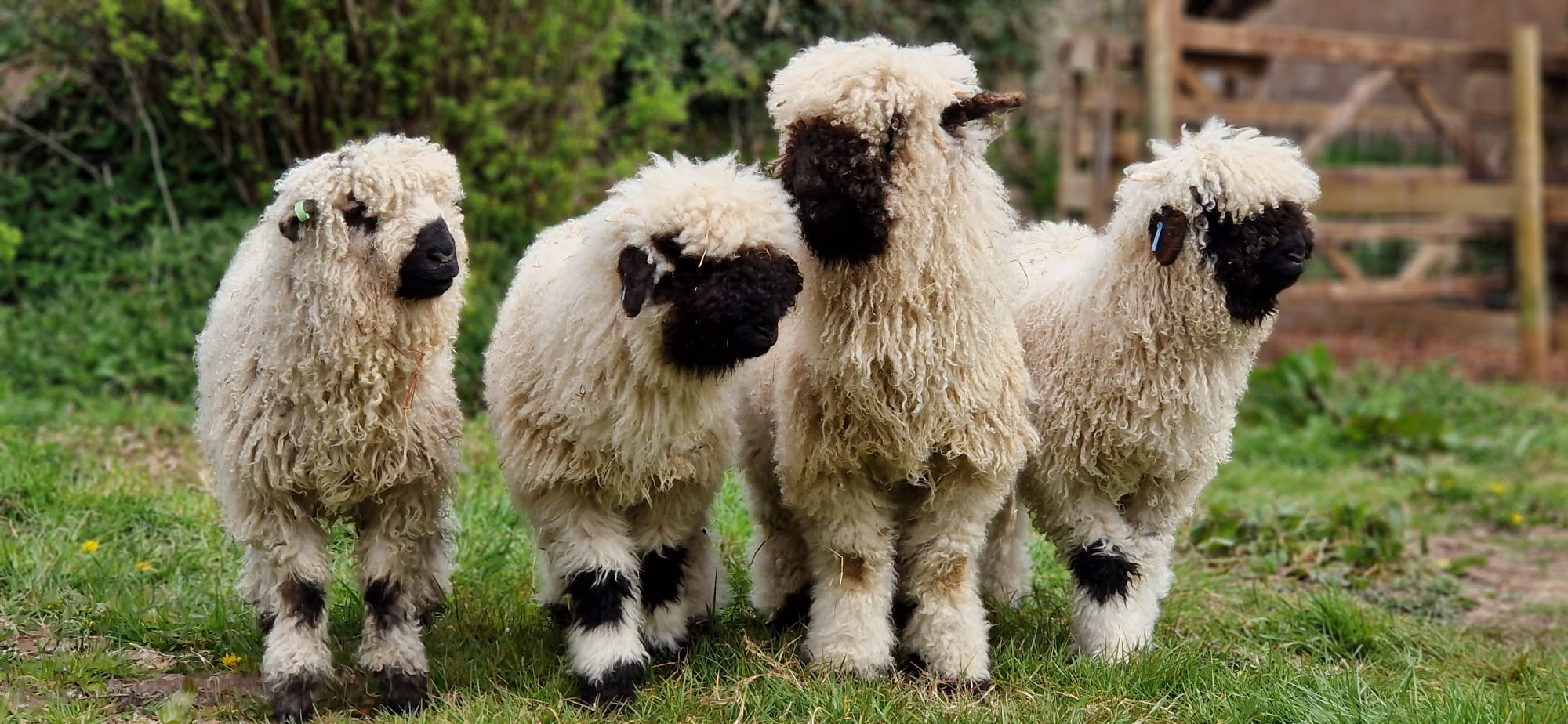 whatsapp image 2026 02 05 at 6.24.58 pm