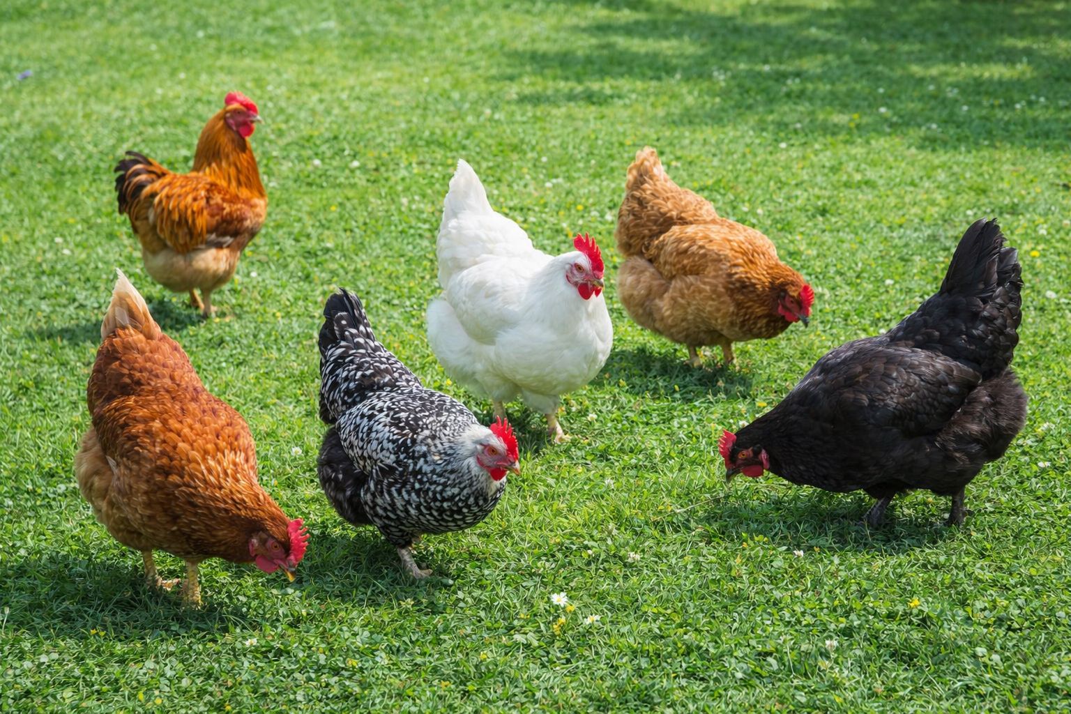 whatsapp image 2026 02 05 at 6.23.38 pm