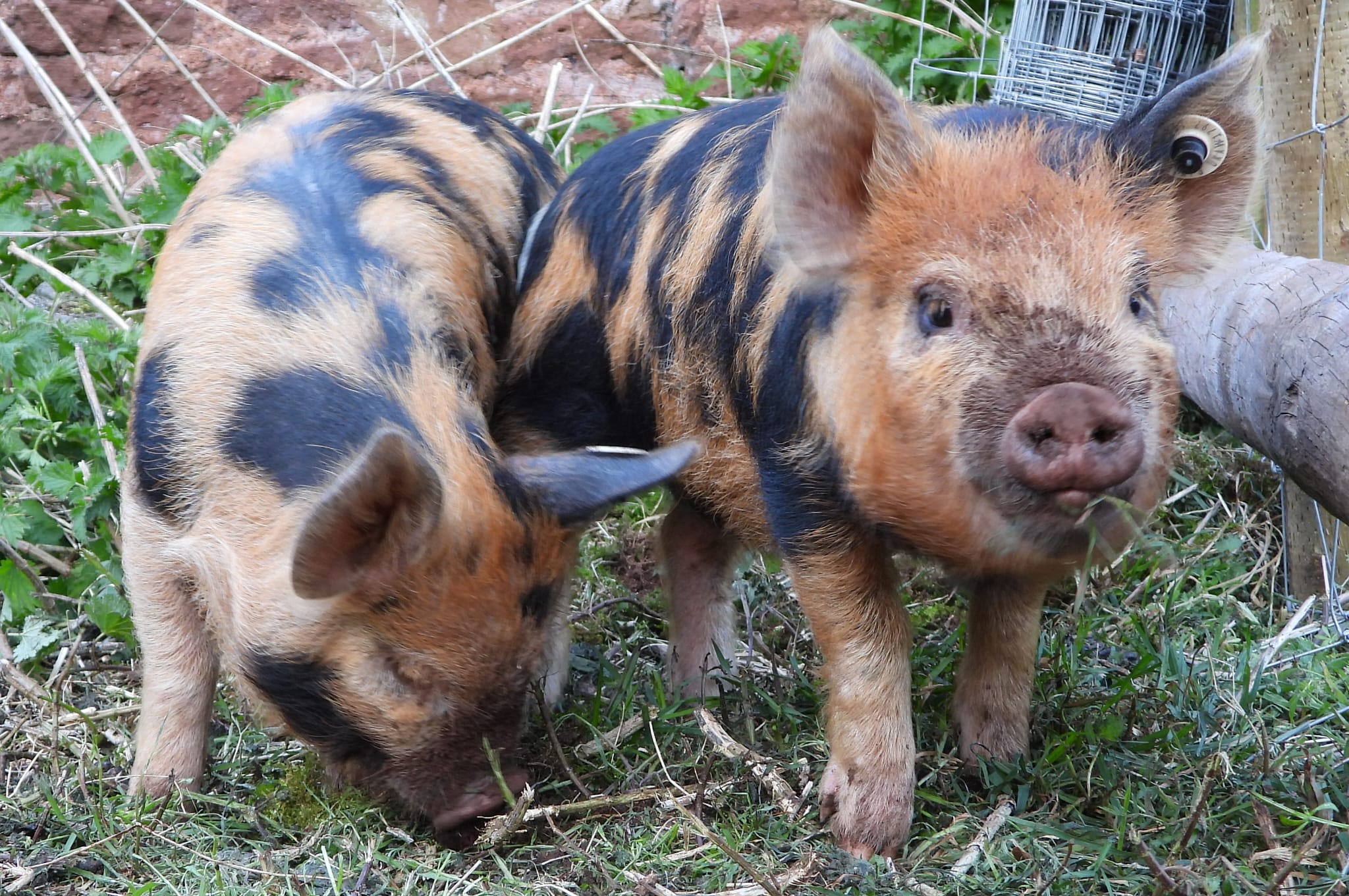 whatsapp image 2026 02 09 at 1.35.39 pm